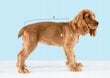 Animal Design Rozā punktiņi 1 izmērs 21cm цена и информация | Apģērbi suņiem | 220.lv