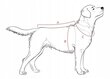 ANIMAL DESIGN DP Brown Derrick izmērs 01 21cm cena un informācija | Apģērbi suņiem | 220.lv