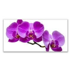 Reprodukcija Orhidejas cena un informācija | Gleznas | 220.lv