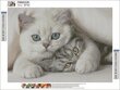 Dimantu mozaīka ar mīļiem kaķēniem, 30x40 cm цена и информация | Dimantu mozaīkas | 220.lv