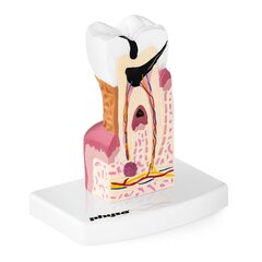 Cilvēka zoba anatomiskais modelis Physa cena un informācija | Attīstošās rotaļlietas | 220.lv