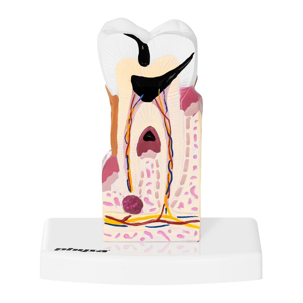 Cilvēka zoba anatomiskais modelis Physa cena un informācija | Attīstošās rotaļlietas | 220.lv
