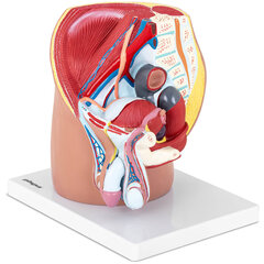 Vīrieša iegurņa anatomiskais 3D modelis cena un informācija | Attīstošās rotaļlietas | 220.lv