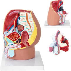 Vīrieša iegurņa anatomiskais 3D modelis cena un informācija | Attīstošās rotaļlietas | 220.lv