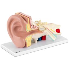 Cilvēka auss 3D anatomiskais modelis Physa cena un informācija | Attīstošās rotaļlietas | 220.lv