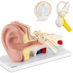 Cilvēka auss 3D anatomiskais modelis Physa cena un informācija | Attīstošās rotaļlietas | 220.lv