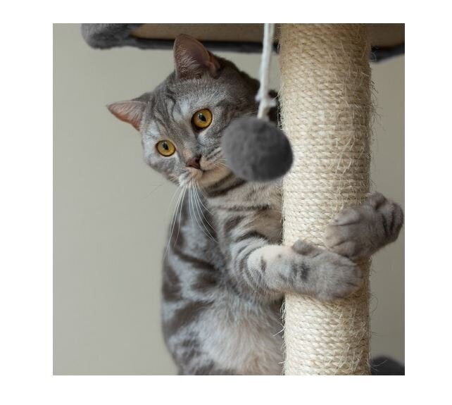 Kaķu skrāpis ar māju, 71 cm, pelēka krāsa, Purlovs цена и информация | Kaķu mājas, nagu asināmie | 220.lv