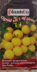 Kokteiļtomāti dzeltenie Ola Polka PlantiCo cena un informācija | Dārzeņu, ogu sēklas | 220.lv