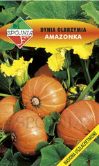 Тыква витаминная Amazonka цена и информация | Семена овощей, ягод | 220.lv