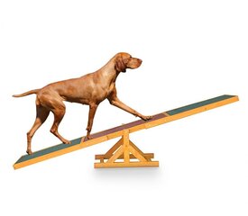 Līdzsvara šūpoles suņiem, 180 cm цена и информация | Игрушки для собак | 220.lv