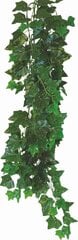 Terārija augs Hedera Helix Happet 70cm цена и информация | Аквариумные растения и декорации | 220.lv
