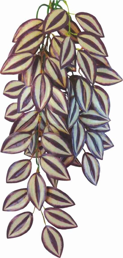 Trīsdekaru piekaramais augs Happet (Tradescantia Zebrina Happet) cena un informācija | Akvārija augi, dekori | 220.lv