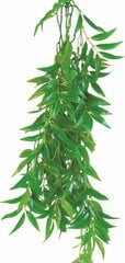 Garlapu fikuss Happet 50cm terārija augs cena un informācija | Akvārija augi, dekori | 220.lv