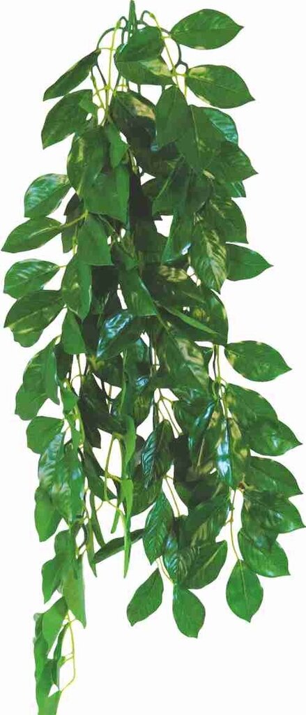 Fikuss Happet 70cm terārija augs cena un informācija | Akvārija augi, dekori | 220.lv
