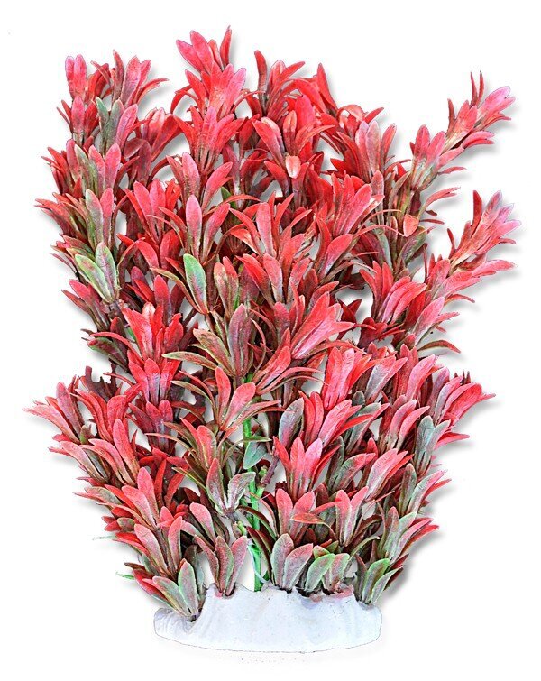 Folija augs 20cm 2f15 Happet cena un informācija | Akvārija augi, dekori | 220.lv