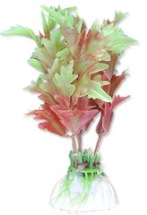 Augu blisters 10cm 1b14 Happet cena un informācija | Akvārija augi, dekori | 220.lv