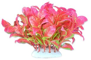 Folija augs 10cm 1f05 Happet cena un informācija | Akvārija augi, dekori | 220.lv