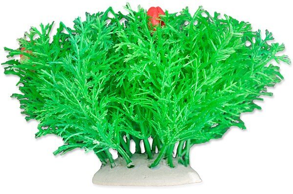Folija augs 10cm 1f06 Happet цена и информация | Akvārija augi, dekori | 220.lv