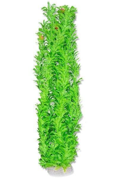 Folija augu 65cm 6f37 Happet cena un informācija | Akvārija augi, dekori | 220.lv