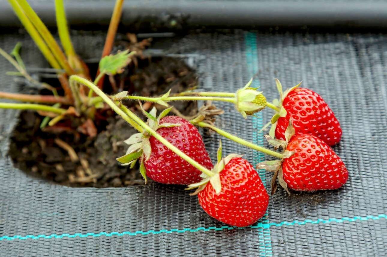 Agrotekstila audums nezālēm 1,1x1 m cena un informācija | Dārza instrumenti | 220.lv