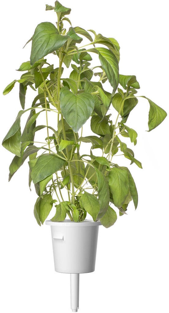 Click & Grow Smart Garden uzpilde Lime Basil 3gab цена и информация | Garšvielu sēklas | 220.lv