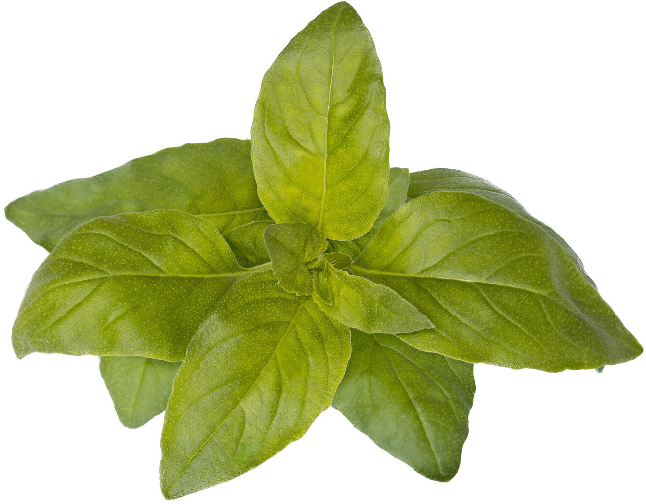 Click & Grow Smart Garden uzpilde Lime Basil 3gab cena un informācija | Garšvielu sēklas | 220.lv