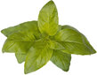 Click & Grow Smart Garden uzpilde Lime Basil 3gab cena un informācija | Garšvielu sēklas | 220.lv