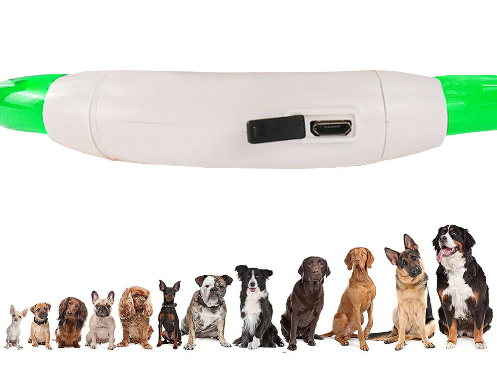 LED kaklasiksna suņiem, balta cena un informācija | Apkakles, siksnas suņiem | 220.lv