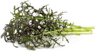 Click & Grow Smart Garden refill Горчица Red Frill 3 шт. цена и информация | Семена овощей, ягод | 220.lv