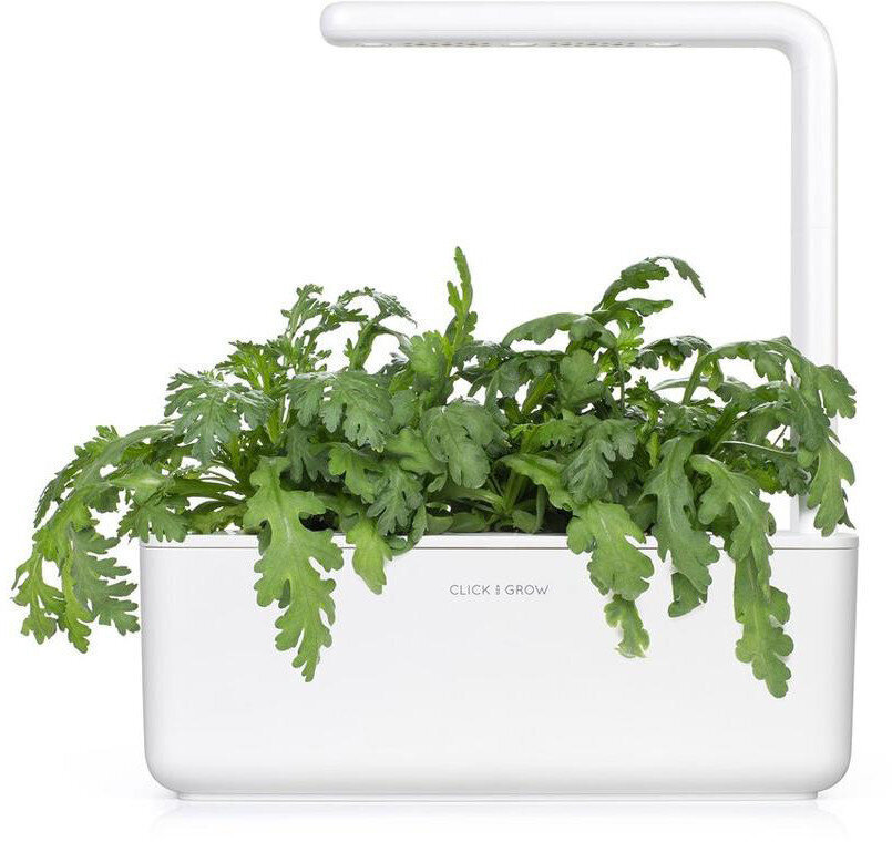 Sinepes Shungiku Smart Garden Click & Grow, 3 gab cena un informācija | Garšvielu sēklas | 220.lv