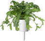 Sinepes Shungiku Smart Garden Click & Grow, 3 gab цена и информация | Garšvielu sēklas | 220.lv