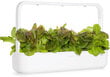 Papildinājums viedo salātu audzētavai Click & Grow Smart Garden Red Saltuce, 3 gab цена и информация | Dārzeņu, ogu sēklas | 220.lv