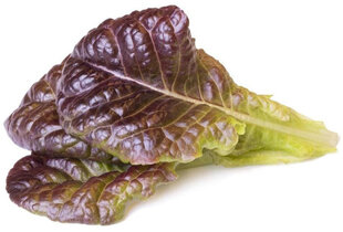 Papildinājums viedo salātu audzētavai Click & Grow Smart Garden Red Saltuce, 3 gab cena un informācija | Dārzeņu, ogu sēklas | 220.lv