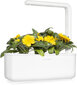 Kliņģerīte Smart Garden Click & Grow Refill, 3 gab цена и информация | Puķu sēklas | 220.lv