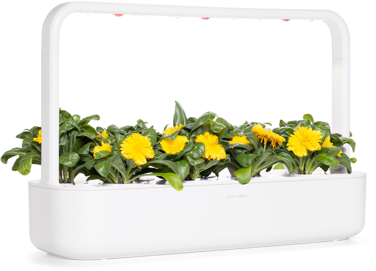Kliņģerīte Smart Garden Click & Grow Refill, 3 gab цена и информация | Puķu sēklas | 220.lv