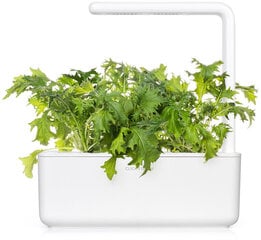 Sinepes Mizuna Smart Garden Click & Grow, 3 gab cena un informācija | Garšvielu sēklas | 220.lv
