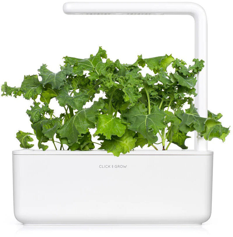 Salātu kāposti Smart Garden Click & Grow, 3 gab cena un informācija | Dārzeņu, ogu sēklas | 220.lv