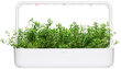 Timiāns Mountain Savory Smart Garden Click & Grow, 3 gab цена и информация | Garšvielu sēklas | 220.lv