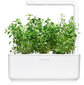 Timiāns Mountain Savory Smart Garden Click & Grow, 3 gab цена и информация | Garšvielu sēklas | 220.lv