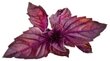 Click & Grow gudrā augu dārza uzpilde Sarkanais baziliks 3gb. cena un informācija | Garšvielu sēklas | 220.lv