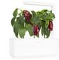 Click & Grow Smart Garden uzpilde Sarkanā paprika 3gb. cena un informācija | Dārzeņu, ogu sēklas | 220.lv