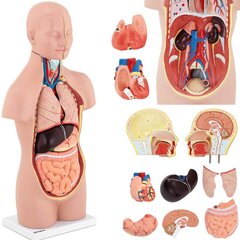 Cilvēka rumpja 3D anatomiskais modelis ar izņemamiem orgāniem Physa PHY-BM-3, 10040332 цена и информация | Развивающие игрушки | 220.lv