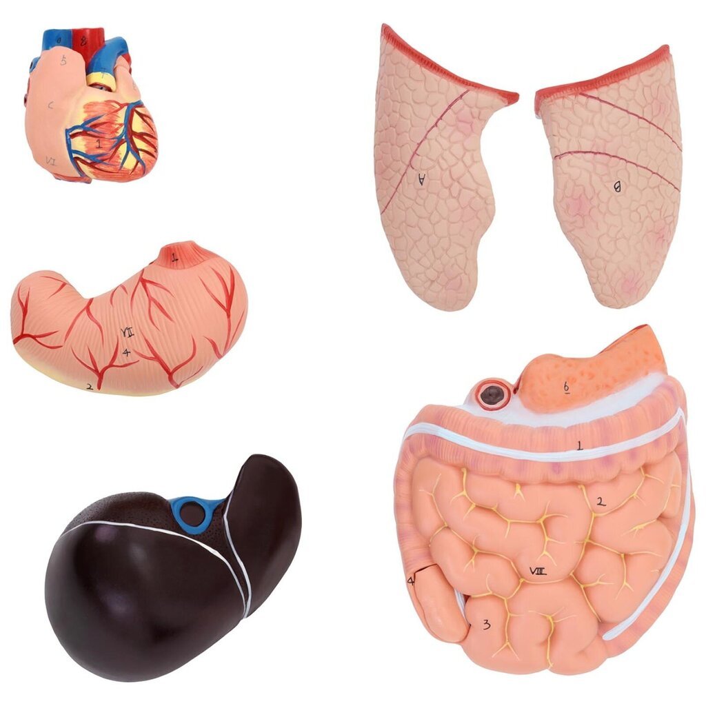 Cilvēka rumpja 3D anatomiskais modelis ar izņemamiem orgāniem Physa PHY-BM-3, 10040332 cena un informācija | Attīstošās rotaļlietas | 220.lv