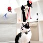 Rotaļlieta kaķiem Spiderman, sarkana cena un informācija | Rotaļlietas kaķiem | 220.lv