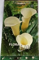 Калла (Зандетезия), белая цена и информация | Луковичные цветы | 220.lv