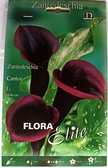Калла (Зандетезия) Cantor цена и информация | Луковичные цветы | 220.lv