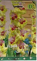 Гладиолус Oracle, 10 шт. цена и информация | Луковичные цветы | 220.lv