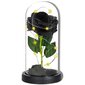 Mūžīgā roze stiklā Springos HA7442 цена и информация | Stabilizētās rozes, augi | 220.lv
