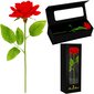 Mūžīgā roze Springos HA7449 цена и информация | Stabilizētās rozes, augi | 220.lv