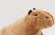 Plīša rotaļlieta Capybara,brūna cena un informācija | Mīkstās (plīša) rotaļlietas | 220.lv